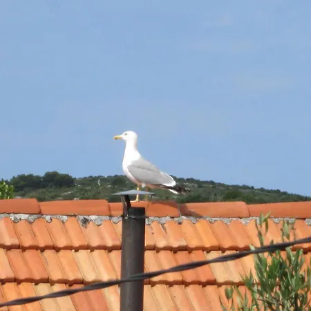 Kuca